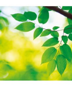 Podložka pod myš Listy